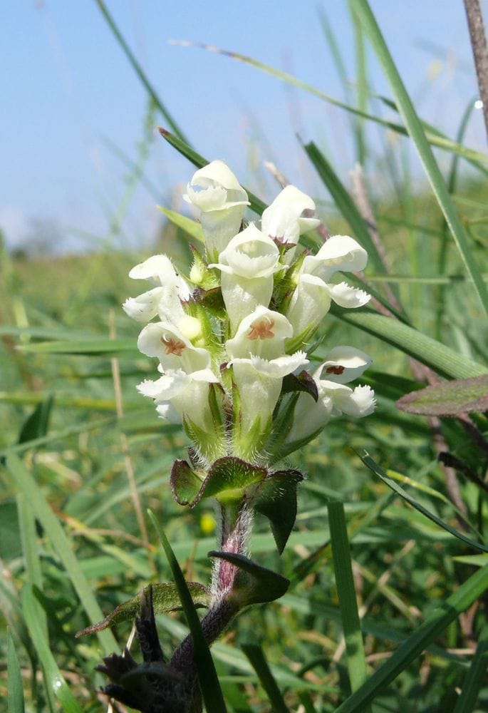 Prunella laciniata